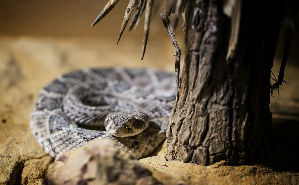 A rattlesnake in the wild